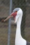 Wattled crane