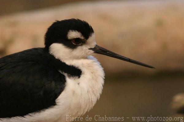 Black-necked stilt