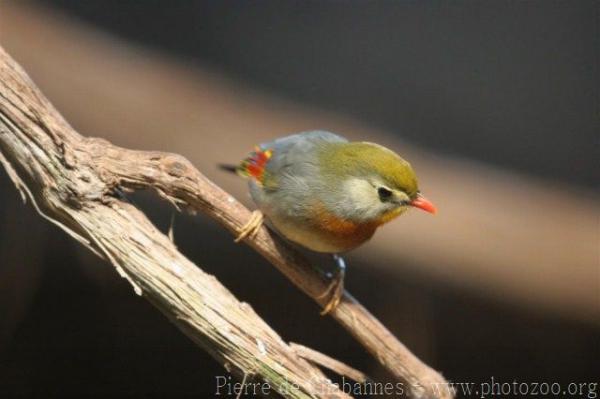 Red-billed leiothrix