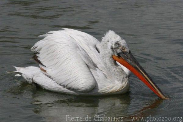 Dalmatian pelican