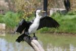 Little pied cormorant