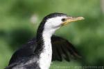 Little pied cormorant