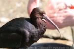 Puna ibis