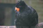 Red-billed curassow