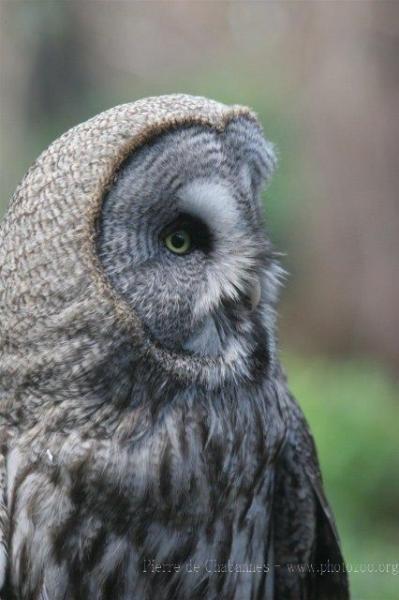 Great grey owl