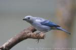 Blue-grey tanager