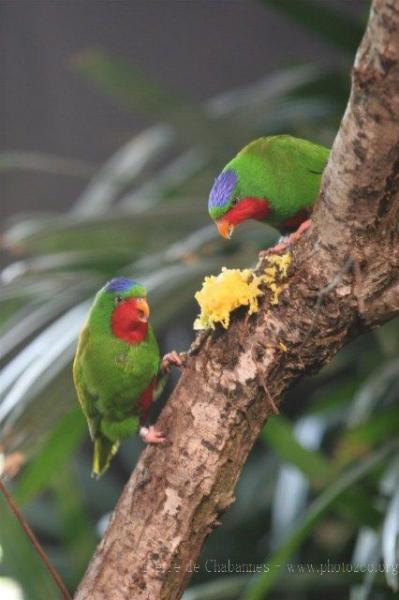 Blue-crowned lorikeet *