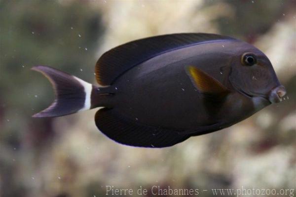 Ringtail surgeonfish *