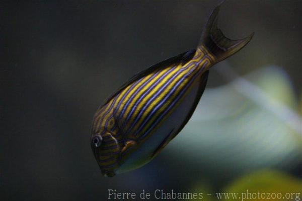 Lined surgeonfish