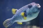 White-spotted puffer