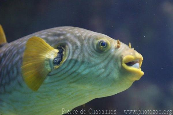 Reticulated pufferfish