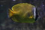 Oriental butterflyfish