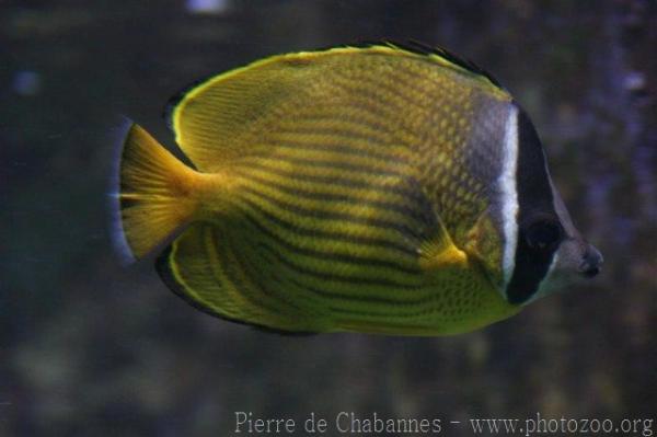 Oriental butterflyfish