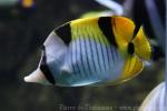 Blackwedged butterflyfish