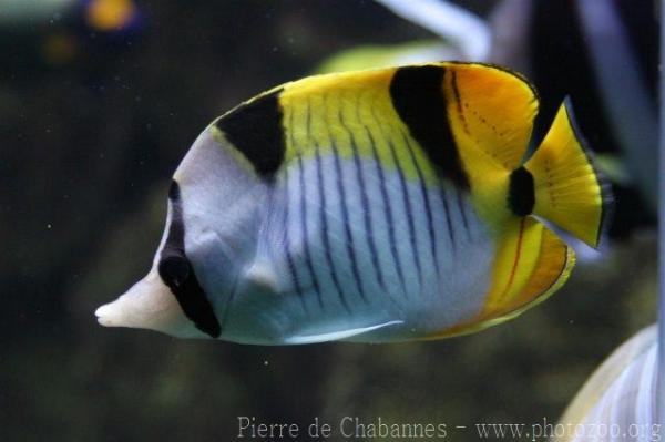 Blackwedged butterflyfish