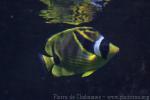 Racoon butterflyfish