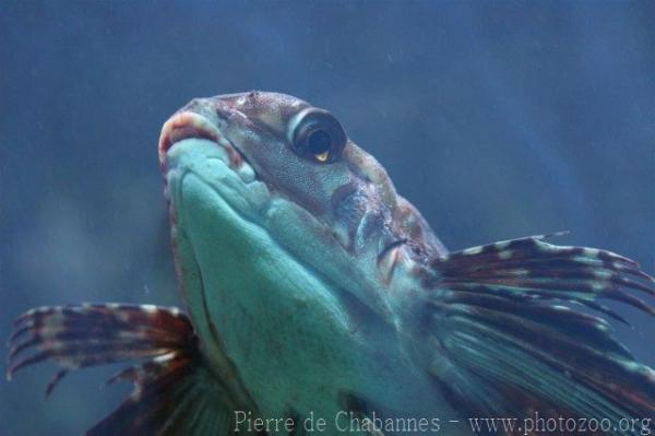 Flying gurnard