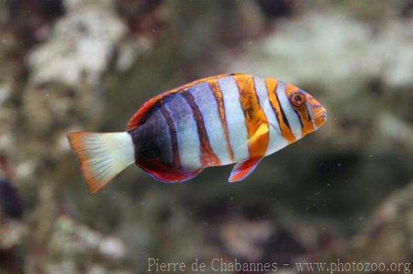 Harlequin tuskfish