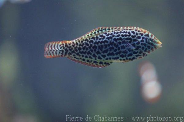 Blackspotted wrasse *