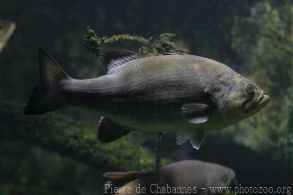 Largemouth black bass