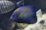 Bluering angelfish