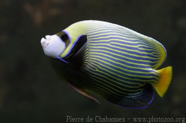 Emperor angelfish