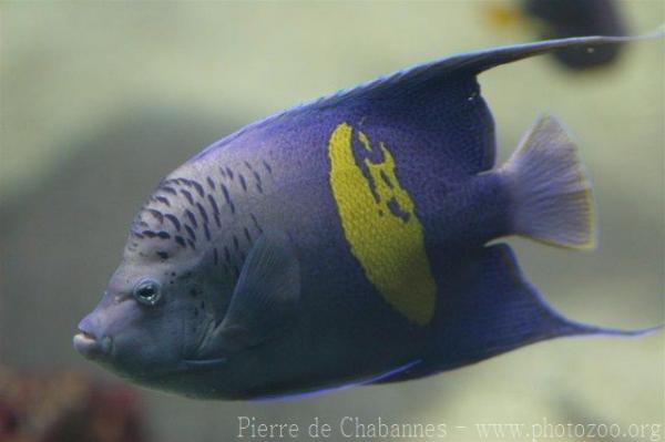 Yellowbar angelfish