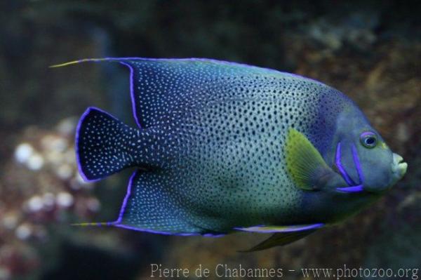 Semicircle angelfish