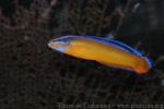 Orange dottyback