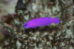 Orchid dottyback