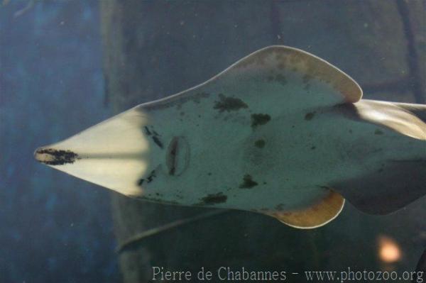 Common guitarfish