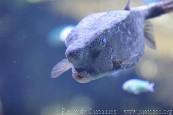 Horn-nosed boxfish