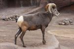 Bighorn sheep