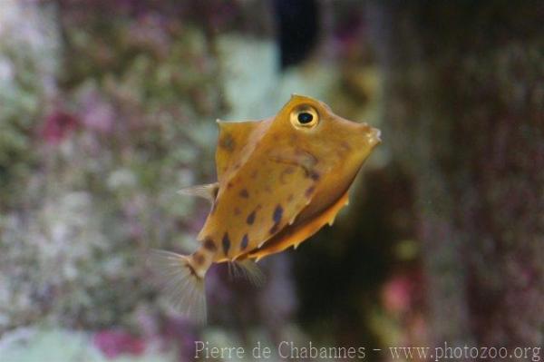 Humpback turretfish *