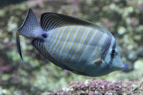 Indian sailfin tang