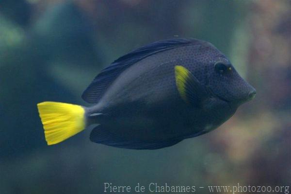 Yellowtail tang