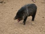 Collared peccary