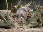 Common warthog