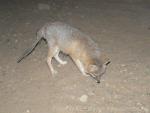 Swift fox *