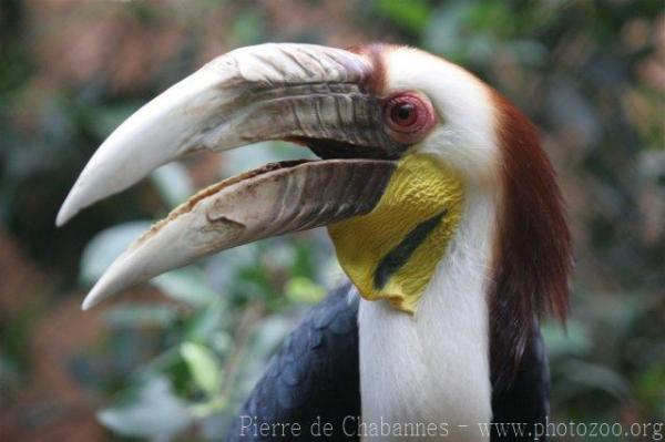 Wreathed hornbill *