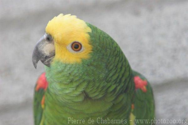 Yellow-crowned amazon *