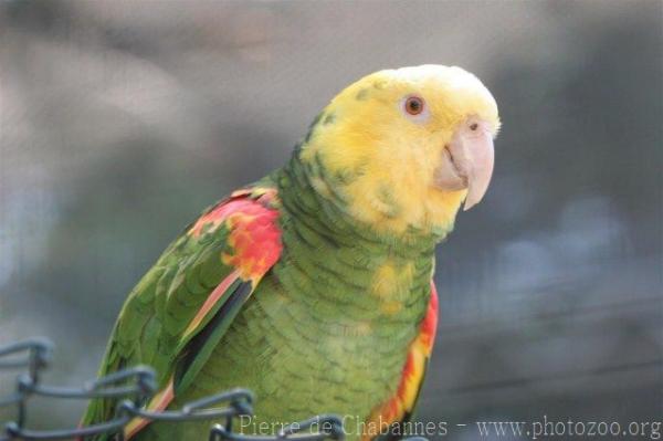 Yellow-headed amazon *