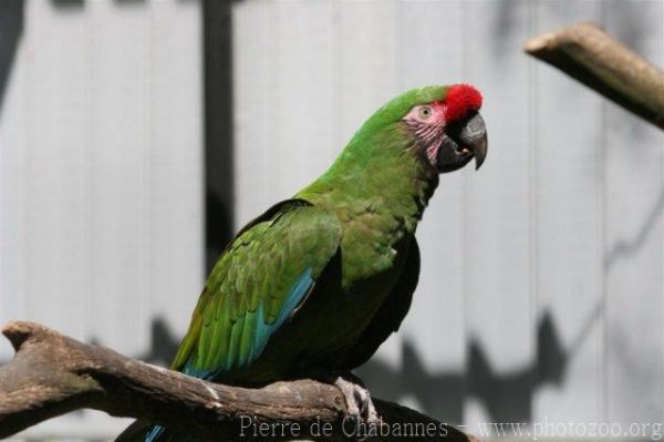 Military macaw *