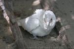 Western corella *