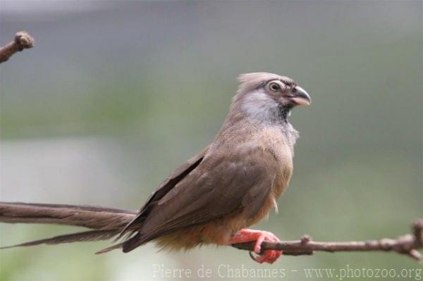 Speckled mousebird *