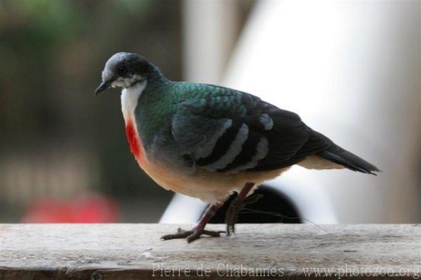 Luzon bleeding-heart ground-dove *