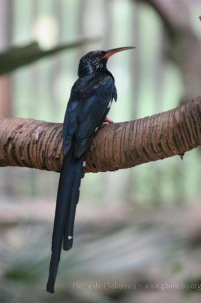 Green woodhoopoe *