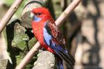 Crimson rosella *