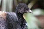 Grey-winged trumpeter *