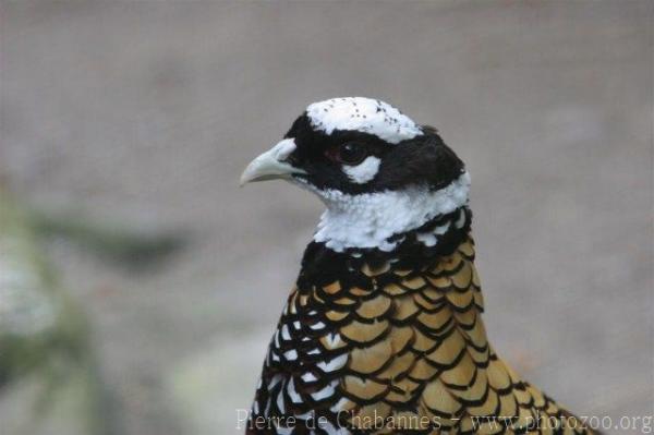 Reeve's pheasant *